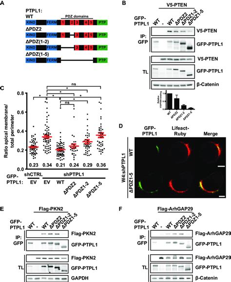 Ptpl1 Binding Is Required For Pten Dependent Apical Membrane Download Scientific Diagram