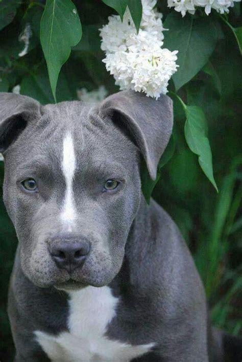 Pitbull Lover Pitbull Dog Puppy Cute Animals Pitbull Dog