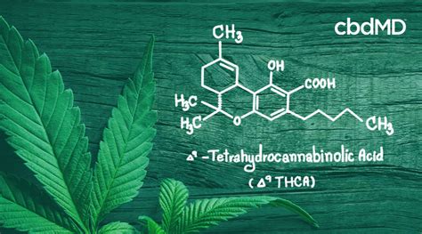 O Que é Delta 9 Explorando Delta 9 Thc Cbdmd