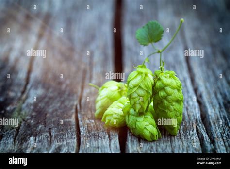 Green hop cones on wooden table. Hop cones at harvesting time Stock ...