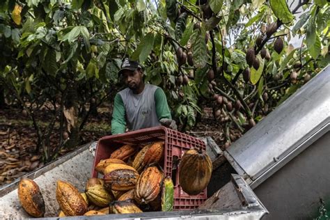 Chocolate fazendas de cacau modernizam produção para ganhar espaço no