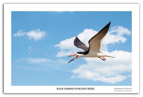 Black Skimmer Photograph By Myer Bornstein Fine Art America
