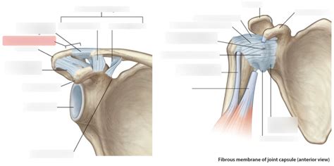 Scapular Joints Diagram Quizlet