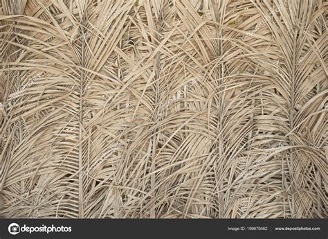 Old Dry Palm Leaves Texture Background Stock Photo By ©korolok 199670462