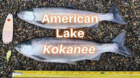 Catching Large Kokanee And Trout At American Lake YouTube