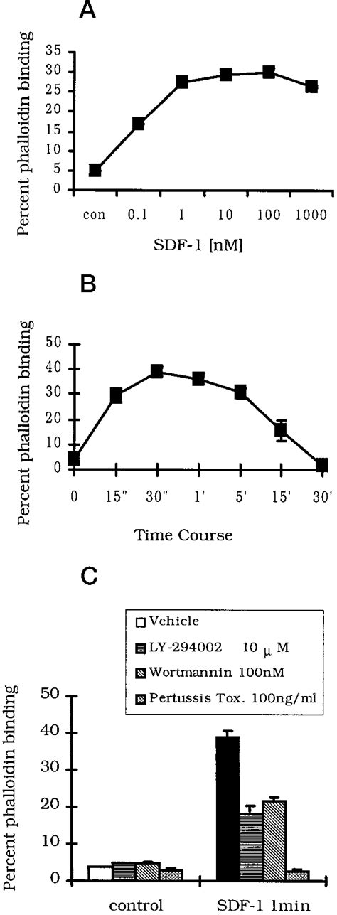 Effects Of Wortmannin On The SDF 1 Induced Actin Polymerization