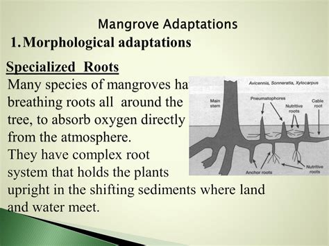 Solution Mangrove Adaptation And Reproduction Studypool