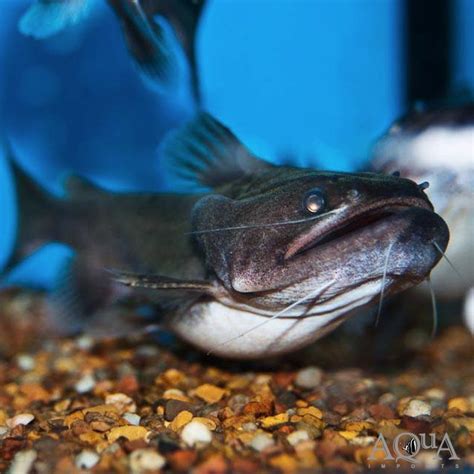 Gulper Catfish: History, Facts, Size, Habitat, Classification & Much More - Animals Name