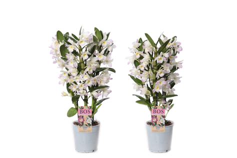 Dendrobium Nobile Classic Kumiko Plant Wholesale Floraccess