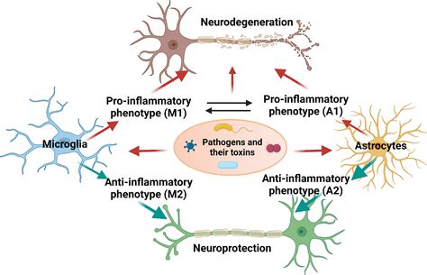 Frontiers Neuroinflammation In Neurodegeneration Via Microbial Infections