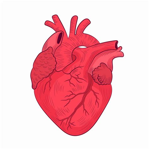 Heart Human Internal Organ Diagram Physiology Structure