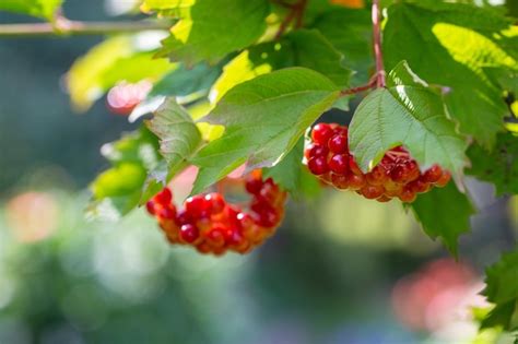 Premium Photo Ripe Viburnum Berries On A Branch In A Summer Garden