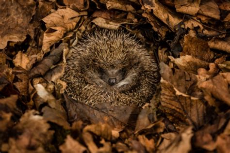 Igel im Winterschlaf So überstehen Igel den Winter