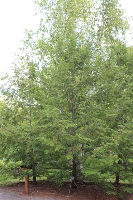 Tsuga canadensis (Canadian Hemlock, Eastern Hemlock) – Mount Royal Seeds