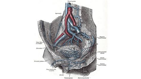 Testicular Anatomy Images