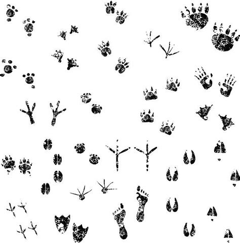 54100 Animal Footprints Stock Photos Pictures And Royalty Free Images