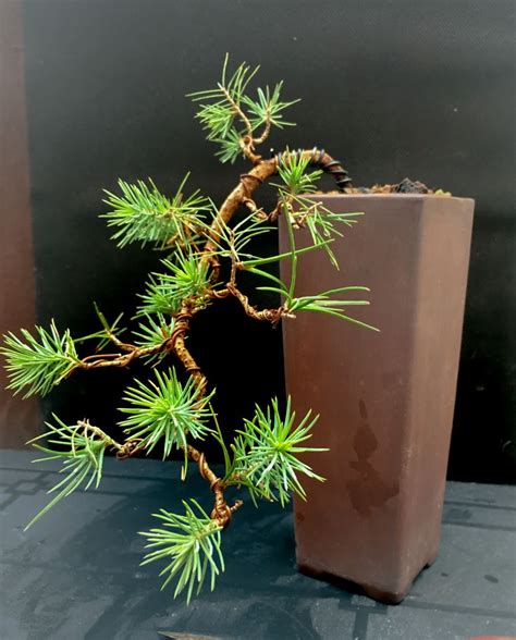 Pin By Gianluca Bozzi On Bonsai And Suiseki Bonsai Tree Bonsai Growing Tree