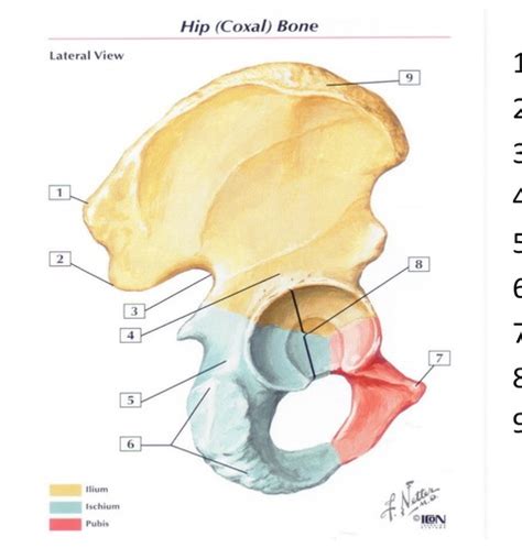 Lower Extremity Osteology Pelvis And Hip Flashcards Quizlet