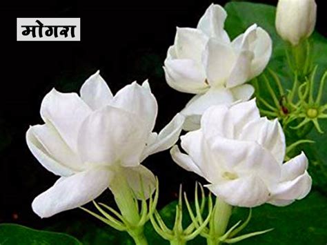 Mogra Flower Wikipedia In Marathi Best Flower Site