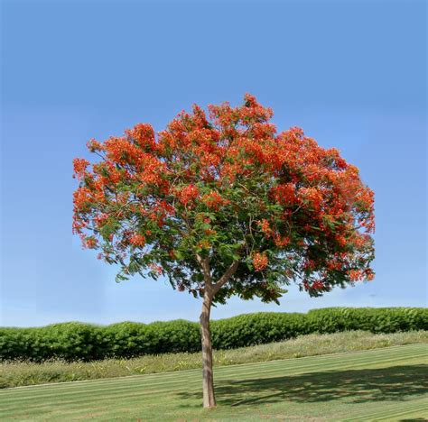 Delonix Regia Acacia Llc