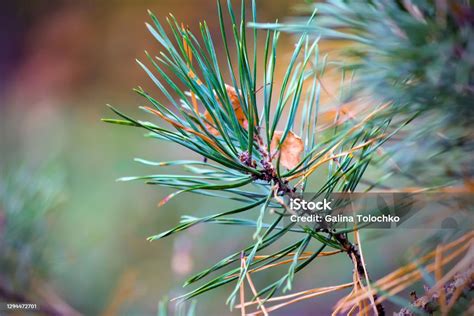 Daun Musim Gugur Kuning Dari Pohon Ek Dan Cabang Pinus N Foto Stok