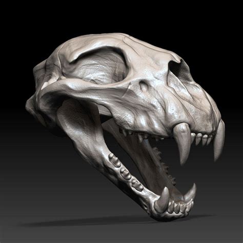 Sculpted this Cheetah Skull from the Nexttut Beginner's Course : r/ZBrush