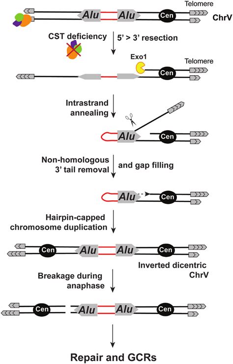 Mechanism Of Ir Mediated Gcr Induction As A Result Of Telomere