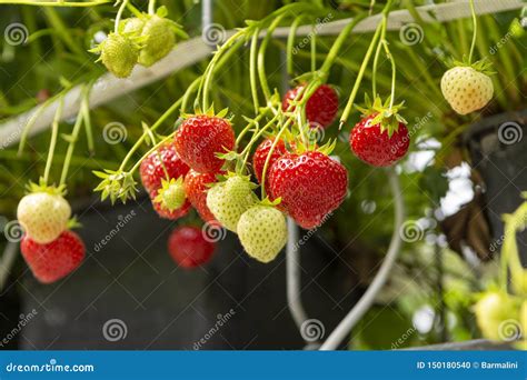 Fresh Tasty Ripe Red And Unripe Green Strawberries Growing On