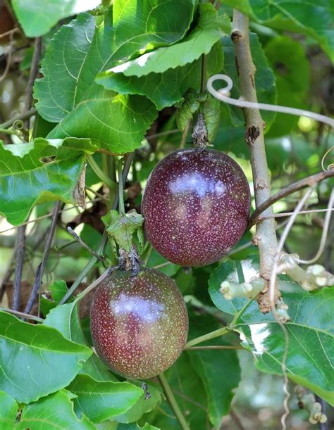 Fruit Garden Edible Garden Vegetable Garden Passionfruit Vine Passion Fruit Plant Growing