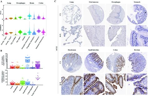 Expression Of ACE2 And Transmembrane Serine Protease TMPRSS2 At RNA