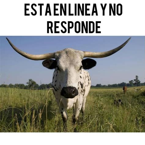 Resultado De Imagen Para Memes Cornudos Imagenes Para Memes Memes Toros