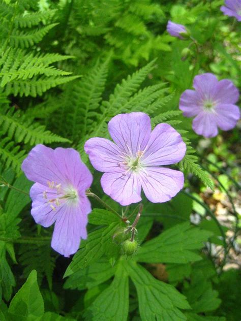 Geranium Maculatum Wild Geranium Geraniums Geranium Flower