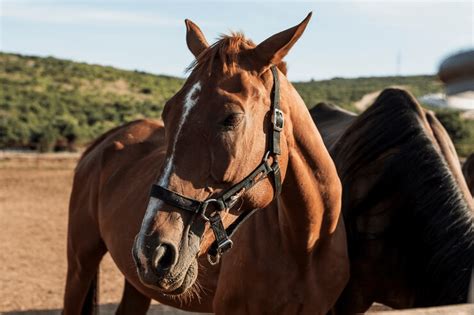 Qual O Arquétipo Do Cavalo Simbologia E Significados