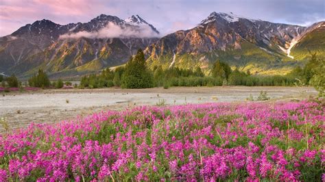 1200x1920 Field Flowers Mountains 1200x1920 Resolution Wallpaper Hd