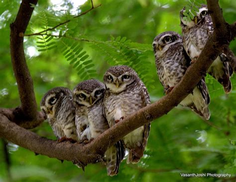 A Parliament Of Owls By Vasanth Joshi