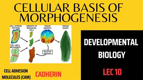 Cellular Basis Of Morphogenesis Cell Adhesion Molecules Cams For Bs