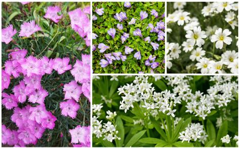 15 Best Ground Cover Perennials - Garden Lovers Club