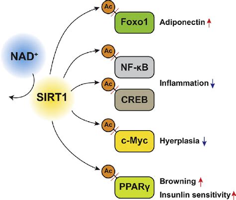 Sirt Deacetylates And Regulates Key Metabolic Regulators In