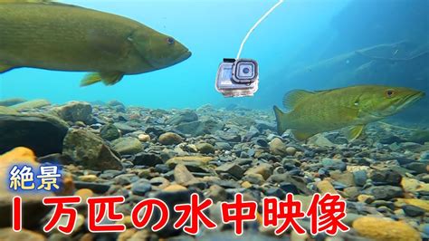 【関東バス釣り 名栗湖】3匹釣れたダムの下流を水中カメラで調査する 釣り動画