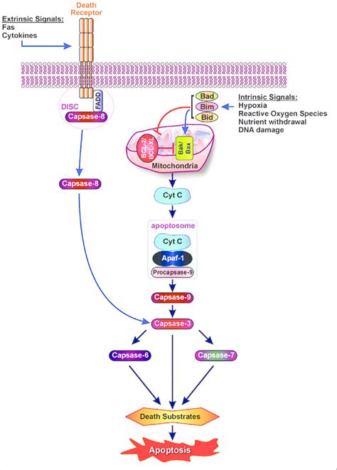 Mitochondria Apoptosis Pathway