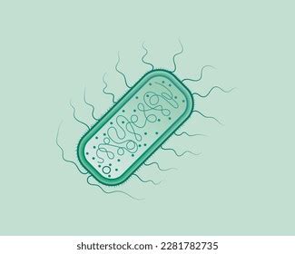 Escherichia Coli Structure Illustrated Microbiology Stock Vector ...