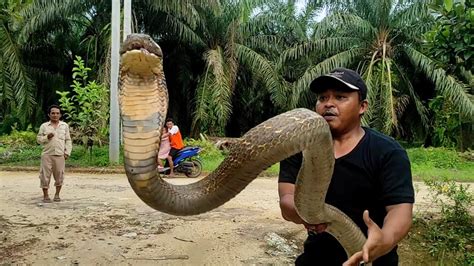 INILAH SOSOK MONSTER KING COBRA JUMBO ULAR RAKSASA BERBISA DI KEBUN