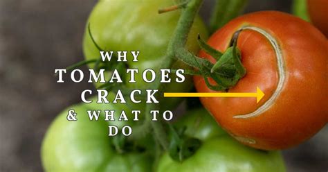 Why Tomatoes Split Or Crack—and What To Do