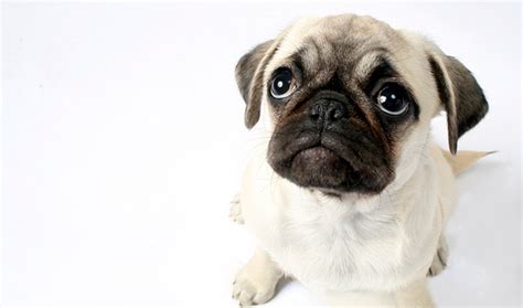 Pug Breed Information