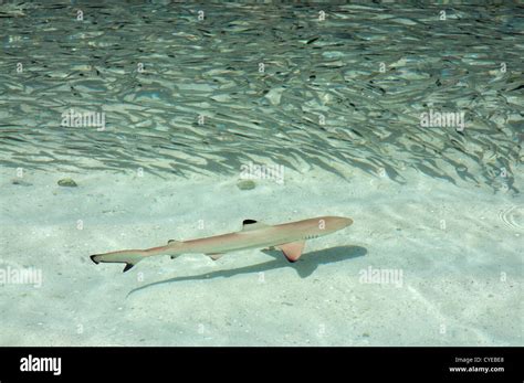 Blacktip Reef Shark Feeding Stock Photo Alamy