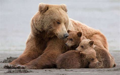 Fot Grafo Registra Belas Imagens De M E Ursa Protegendo Seus Filhotes