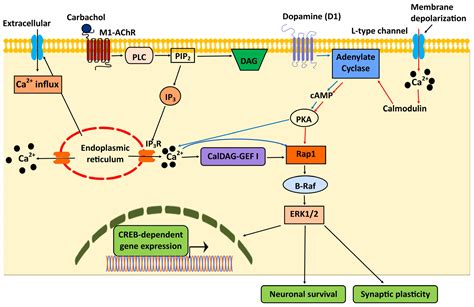 Rap1 Signaling Pathway