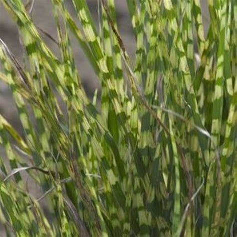 Gold Bar Maiden Grass Nature Hills Nursery