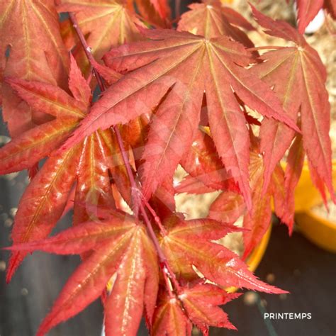 Acer palmatum Daiji sen Érable du Japon Palmatia Plantes