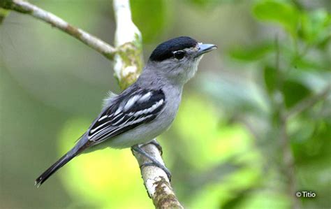 Black Capped Becard Pachyramphus Marginatus Peru Aves